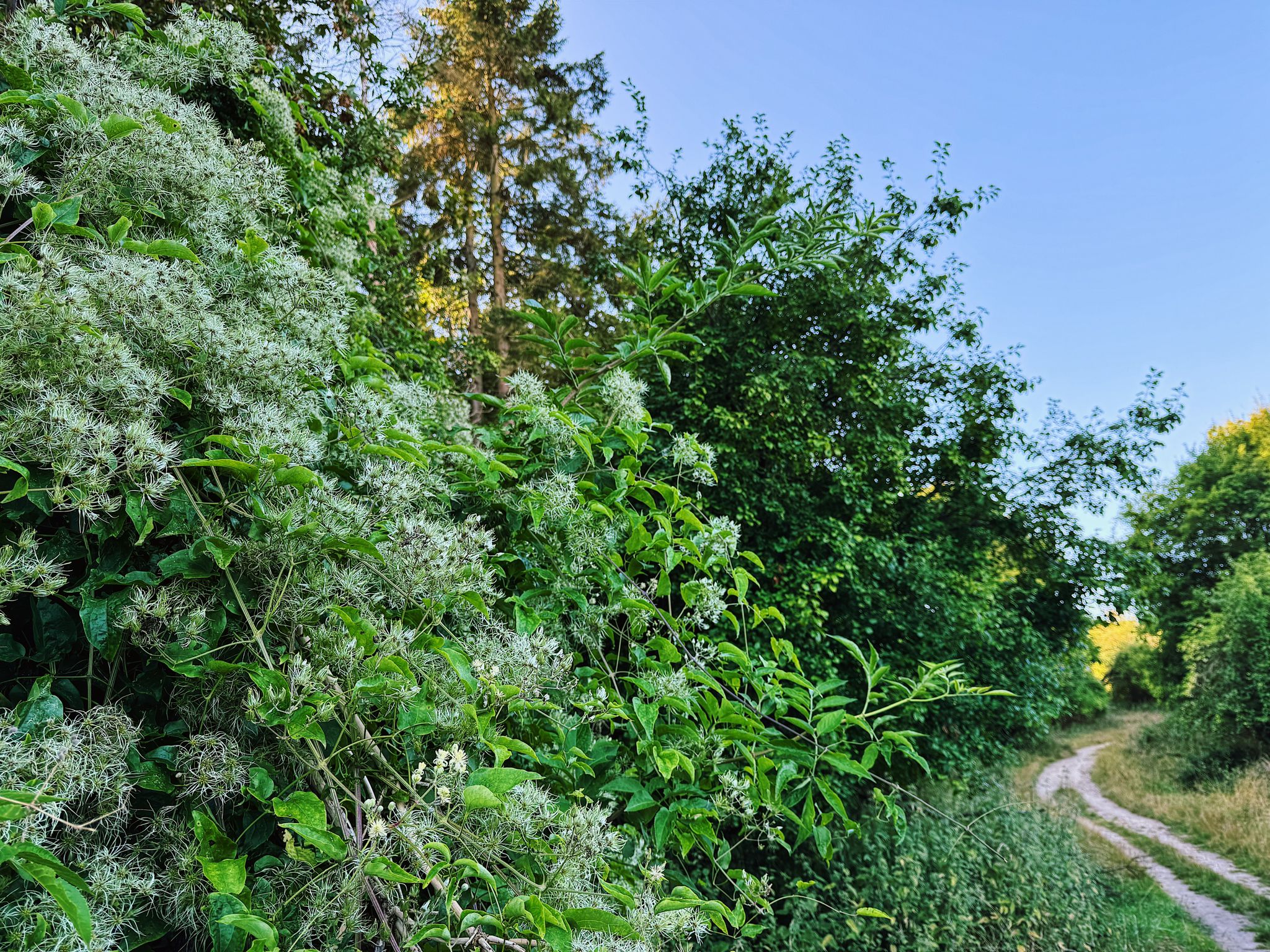 WAT RIDGEWAY 4 271124 Image of the hedgerow along Watlington ridgeway